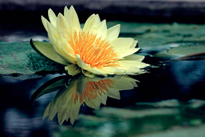Journée du Lotus Blanc