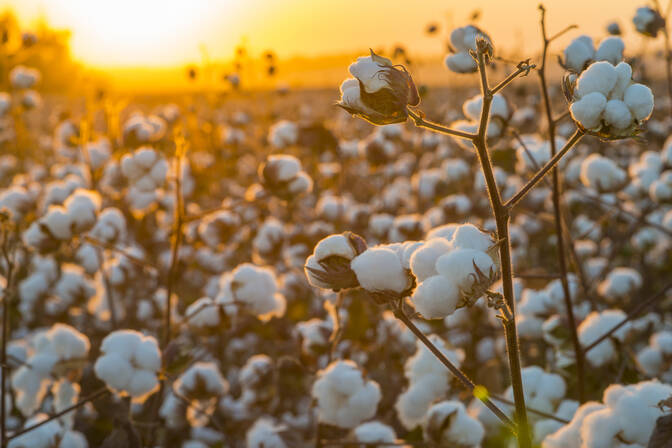 Día mundial del algodón