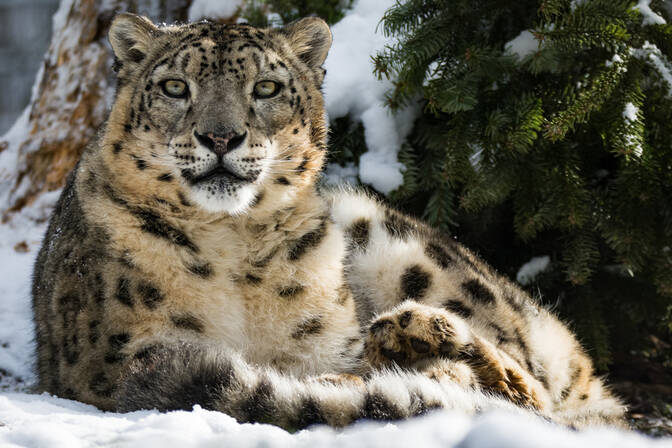 Día Internacional del Leopardo de las Nieves