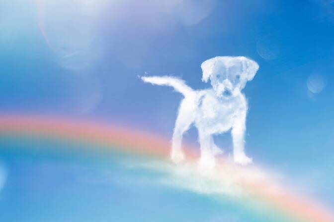 Día de recuerdo de las mascotas