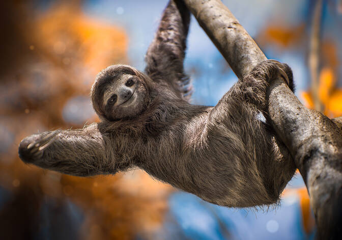 International Sloth Day