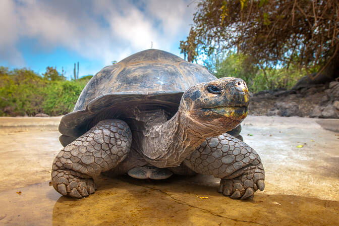 Wereld Schildpaddendag