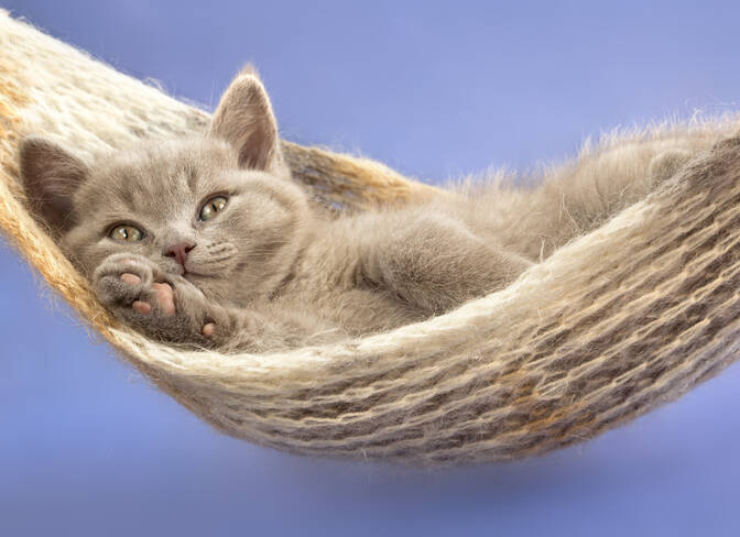 National Hug Your Cat Day