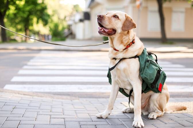 Assistance Dog Day