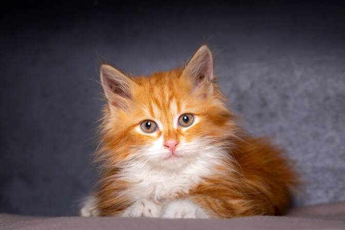 Ginger Cat Appreciation Day Dayspedia
