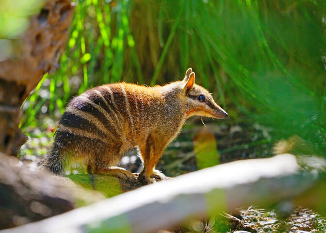 Giornata mondiale del numbat