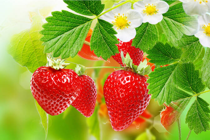 National Strawberry Day