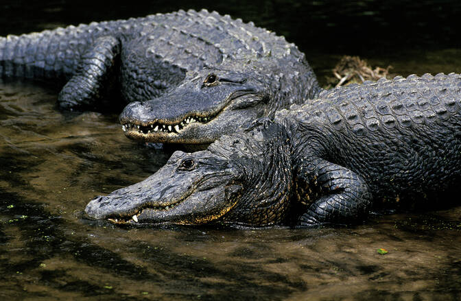 Nationale Alligatordag