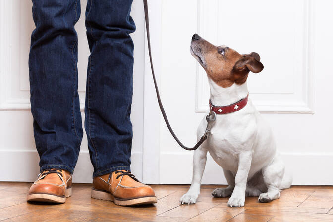Dog Walker Appreciation Day