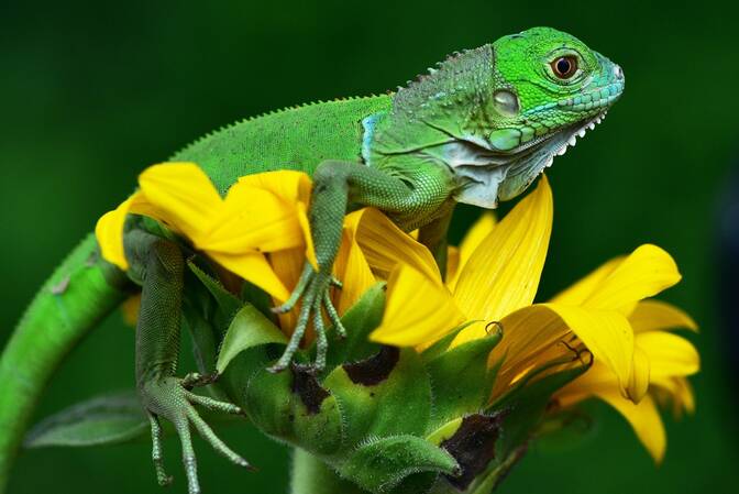 National Iguana Awareness Day