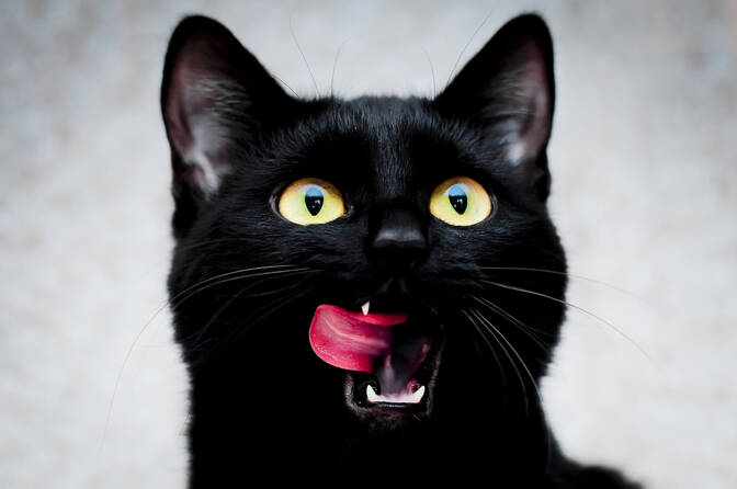 Kara Kedi Takdir Günü