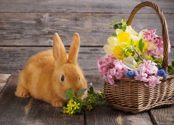 Journée internationale du lapin