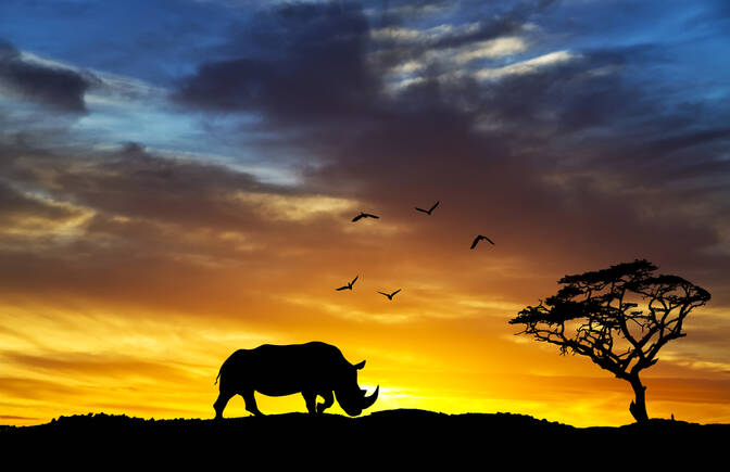 Dia Mundial do Rinoceronte