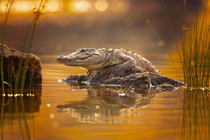 Journée mondiale du crocodile
