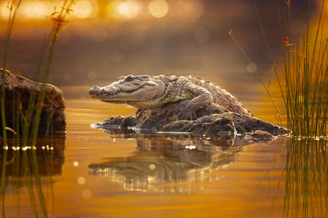 Dia mundial do crocodilo