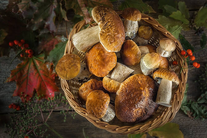 National Mushroom Hunting Day