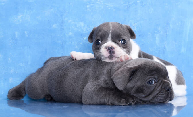 World Pet Memorial Day