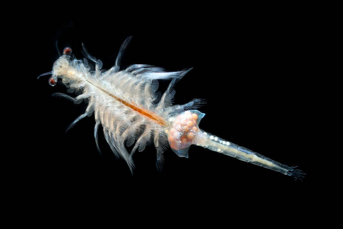 Hari Sea Monkey Nasional