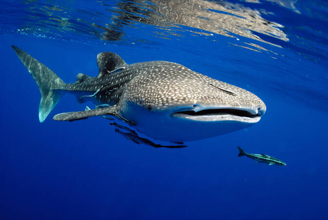 Día Internacional del Tiburón Ballena