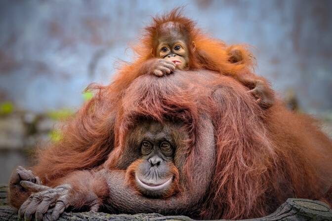 Uluslararası Orangutan Günü