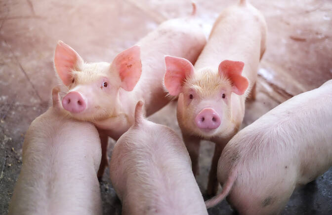 Journée nationale du cochon