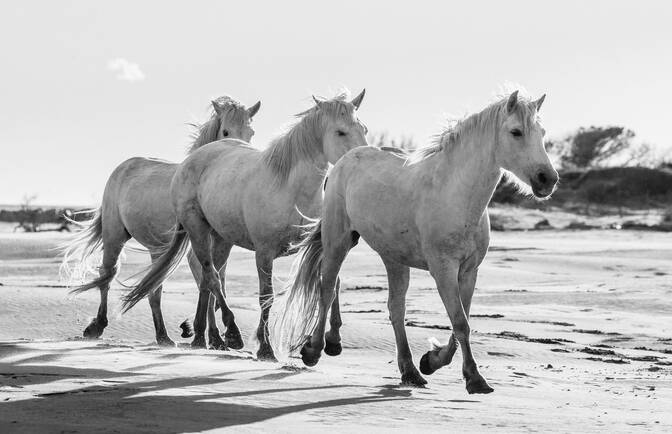 Journée nationale de la protection du cheval