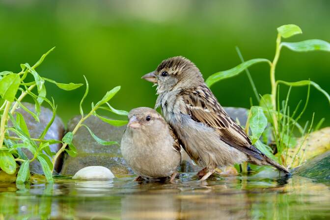 World Sparrow Day