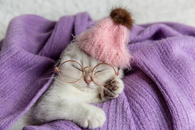 Journée nationale du chaton