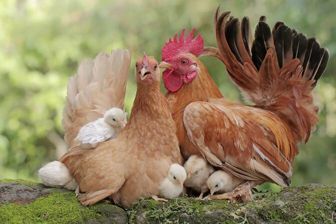 Día Nacional de las Aves de Corral