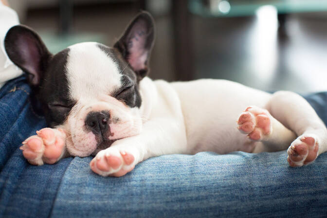 National Holistic Pet Day