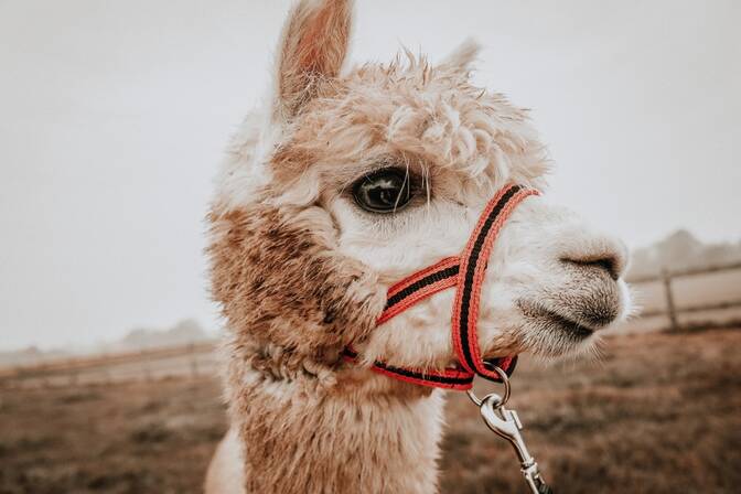 Alpaca-dag