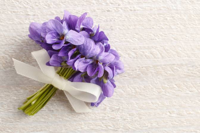Festival of violets