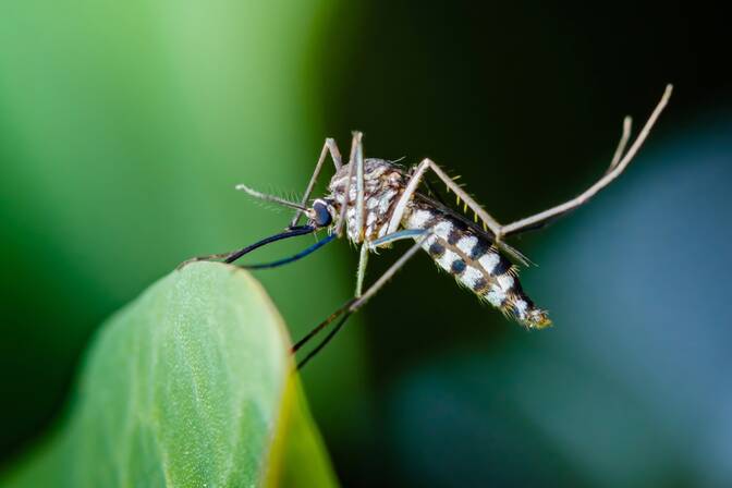 World Mosquito Day