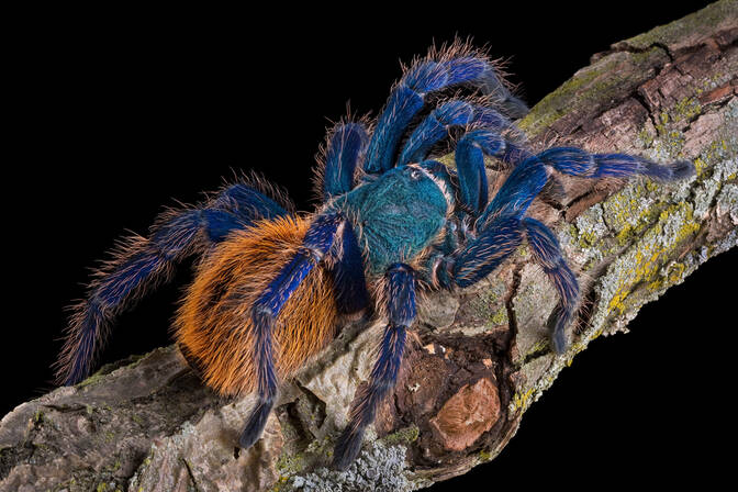 National Tarantula Appreciation Day