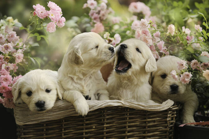 Día Nacional del Golden Retriever