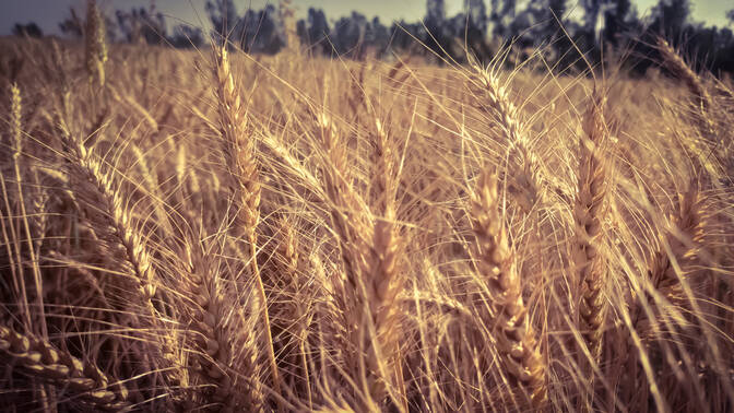 Vaisakhi