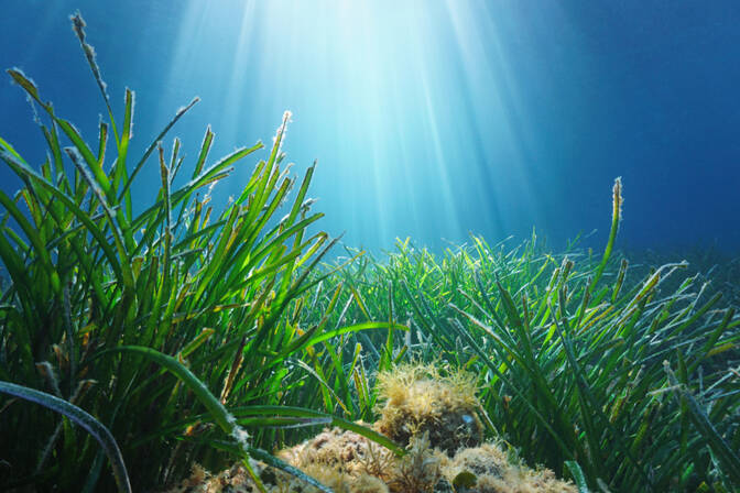 Dia Mundial dos Herbáceos Marinhos