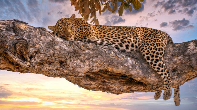 International Day of the Arabian Leopard