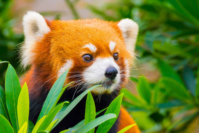 International Red Panda Day