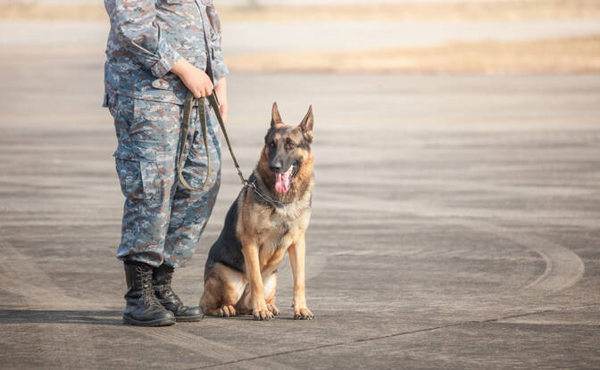 Dia dos Veteranos K9