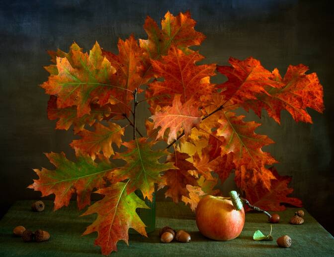 Oak Apple Day