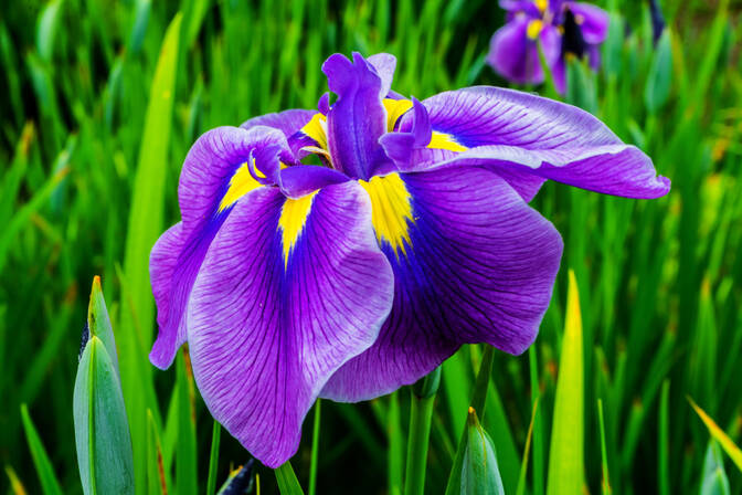 Journée de l'iris