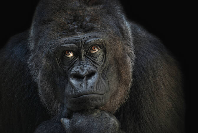 World Gorilla Day