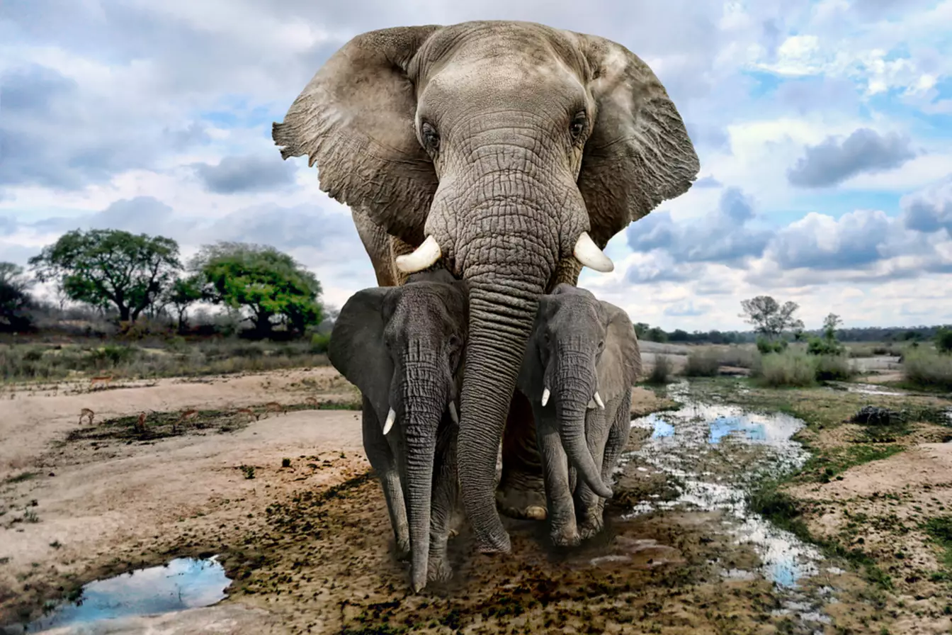 Medzinárodný deň akcie pre slony v zoologických záhradách