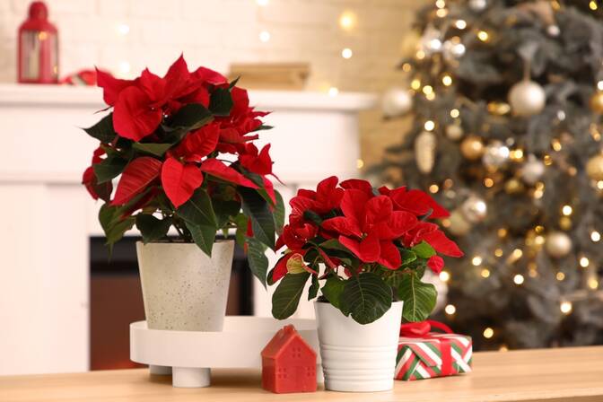 Journée nationale du poinsettia