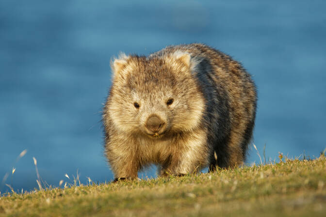Wombat-dag