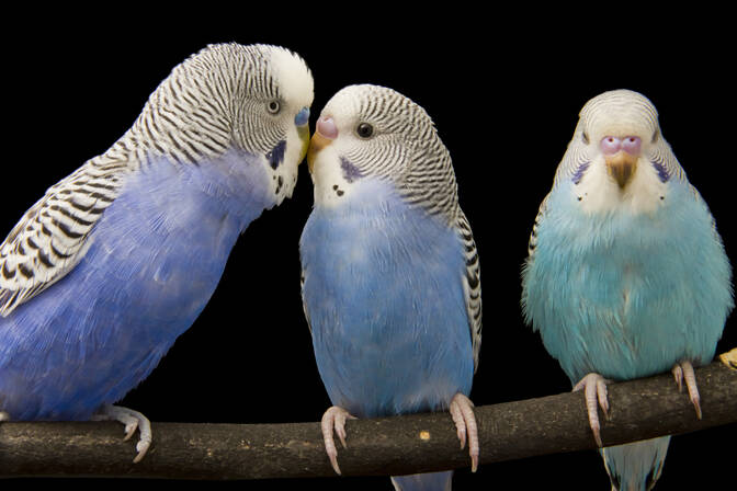 World Parrot Day
