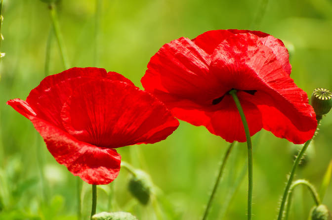 Time of Remembrance and Reconciliation for Those Who Lost Their Lives during the Second World War