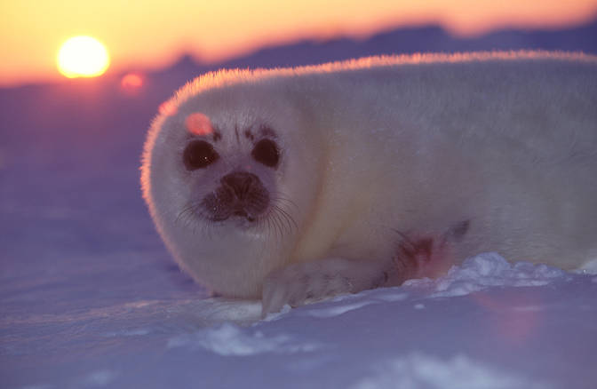 Día de la foca anillada