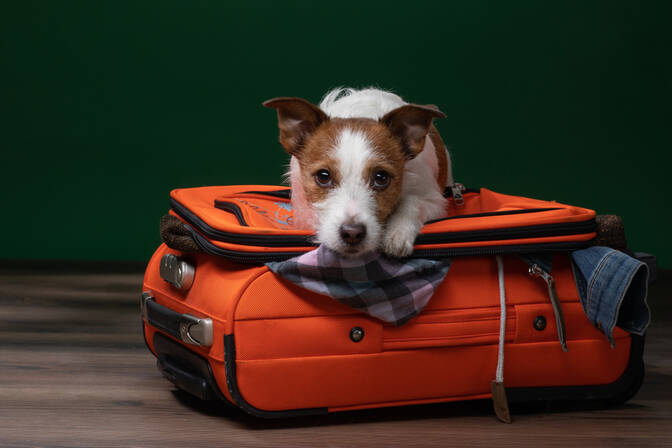 Journée de Sensibilisation au Vol de Chiens